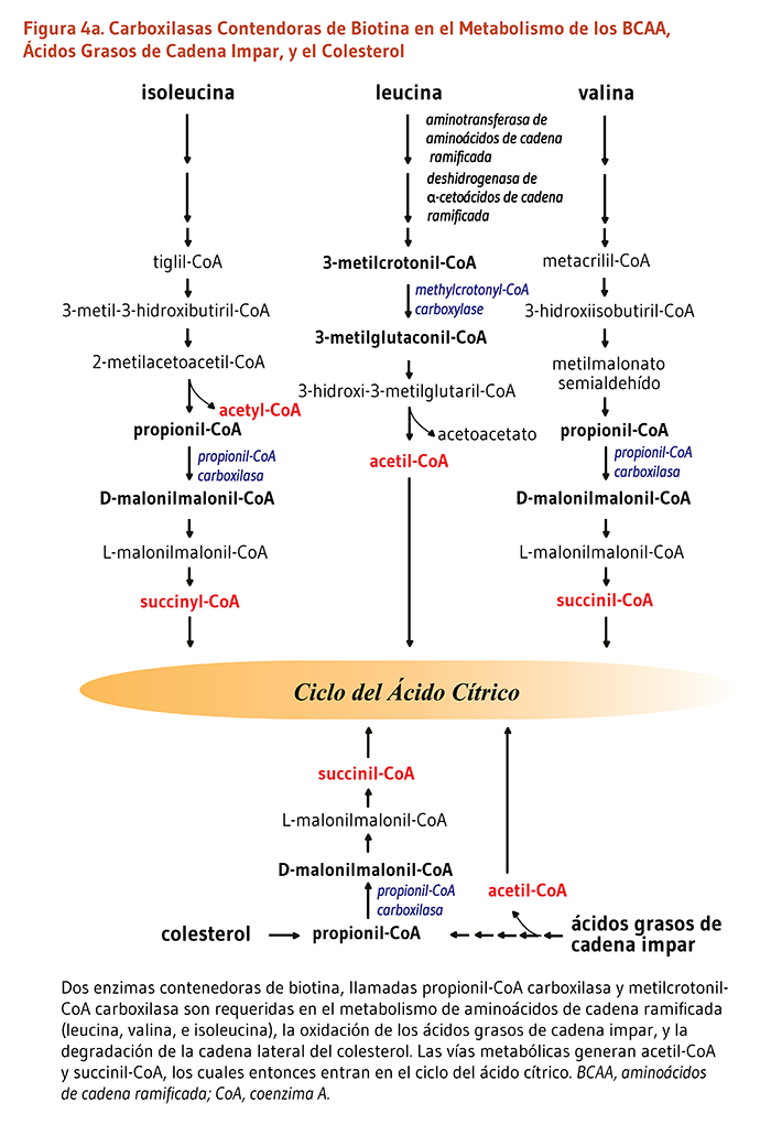 Figura 4a. Carboxilasas contendoras de Biotina en el Metabolismo de los BCAA, Ácidos Grasos de Cadena Impar, y el Colesterol. Dos enzimas contenedoras de biotina, llamadas propionil-CoA carboxilasa y metilcrotonil-CoA carboxilasa son requeridas en el metabolismo de aminoácidos de cadena ramificada (leucina, valina, e isoleucina), la oxidación de los ácidos grasos de cadena impar, y la degradación de la cadena lateral del colesterol. Las vías metabólicas generan acetil-CoA y succinil-CoA, los cuales entonces entran en el ciclo del ácido cítrico.