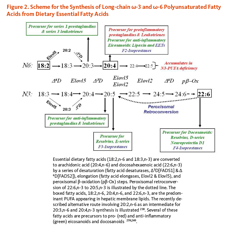 Figure 2. Scheme for the Synthesis of Long-chain omega-3 and omega-6 Polyunsaturated Fatty Acids from Dietary Essential Fatty Acids. Essential fatty acids (18:2,n-6 and 18:3,n-3) are converted to arachidonic acid (20:4,n-6) and docosahexaenoic acid (22:6,n-3) by a series of desaturation (fatty acid elongases, Elovl2 and Elovl5), adn peroxisomal beta-oxidation steps. The fatty acids, 18:2,n-6, 20:4,n-6, and 22:6,n-3, are the predominant polyunsaturated fatty acid appearing in hepatic membrane lipids. 