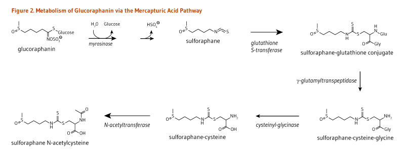 Figure 2. Metabolism of Glucoraphanin via the Mercapturic Acid Pathway. Glucoraphanin is converted to sulforaphane (via myrosinase),  converted to sulforaphane-gluathione conjugate (via glutathione S-transferase), metabolized to sulforaphane-cysteine-glycine via gamma-glutamyltranspeptidase, then converted to sulforaphane-cysteine (via cysteinyl-glycinase), and then sulforaphane N-aceylcysteine (via N-acetyltransferase).
