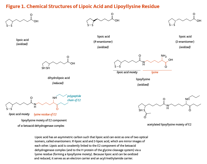 Figure 1. Chemical Structures of Lipoic Acid and Lipoyllysine Residue. Lipoic acid has an asymmetric carbon such that lipoic acid can exist as one of two optical isomers, called enantiomers: R-lipoic acid and S-lipoic acid, which are mirror  images of each other. Lipoic acid is covalently linked to the E2 component of the alpha-ketoacid dehydrogenase complex (and to the H-protein of the glycine cleavage system) via a lysine residue (forming a lipoyllysine moiety). Because lipoic acid can be oxidized and reduced, it serves as an electron carrier and an acyl/methylamide carrier.