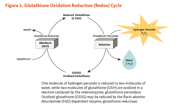 Figure 1. Glutathione Oxidation Reduction (Redox) Cycle. One molecule of hydrogen peroxide is reduced to two molecules of water, while two molecules of glutathione (GSH) are oxidized in a reaction catalyzed by the selenoenzyme, glutathione peroxidase. Oxidized glutathione (GSSG) may be reduced by the flavin adenine dinucleotide (FAD) dependent enzyme, glutathione reductase.