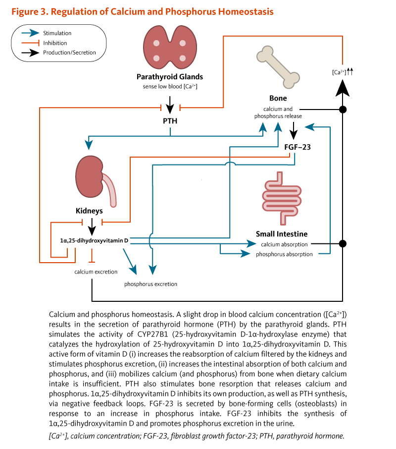 Figure 3. Regulation of Calcium and Phosphorus Homeostasis. Calcium and phosphorus homeostasis. A slight drop in blood calcium concentration ([Ca2+]) results in the secretion of parathyroid hormone (PTH) by the parathyroid glands. PTH simulates the activity of CYP27B1 (25-hydroxyvitamin D-1α-hydroxylase enzyme) that catalyzes the hydroxylation of 25-hydroxyvitamin D into 1α,25-dihydroxyvitamin D. This active form of vitamin D (i) increases the reabsorption of calcium filtered by the kidneys and stimulates phosphorus excretion, (ii) increases the intestinal absorption of both calcium and phosphorus, and (iii) mobilizes calcium (and phosphorus) from bone when dietary calcium intake is insufficient. PTH also stimulates bone resorption that releases calcium and phosphorus. 1α,25-dihydroxyvitamin D inhibits its own production, as well as PTH synthesis, via negative feedback loops. FGF-23 is secreted by bone-forming cells (osteoblasts) in response to an increase in phosphorus intake. FGF-23 inhibits the synthesis of 1α,25-dihydroxyvitamin D and promotes phosphorus excretion in the urine. [Ca2+], calcium concentration; FGF-23, fibroblast growth factor-23; PTH, parathyroid hormone.