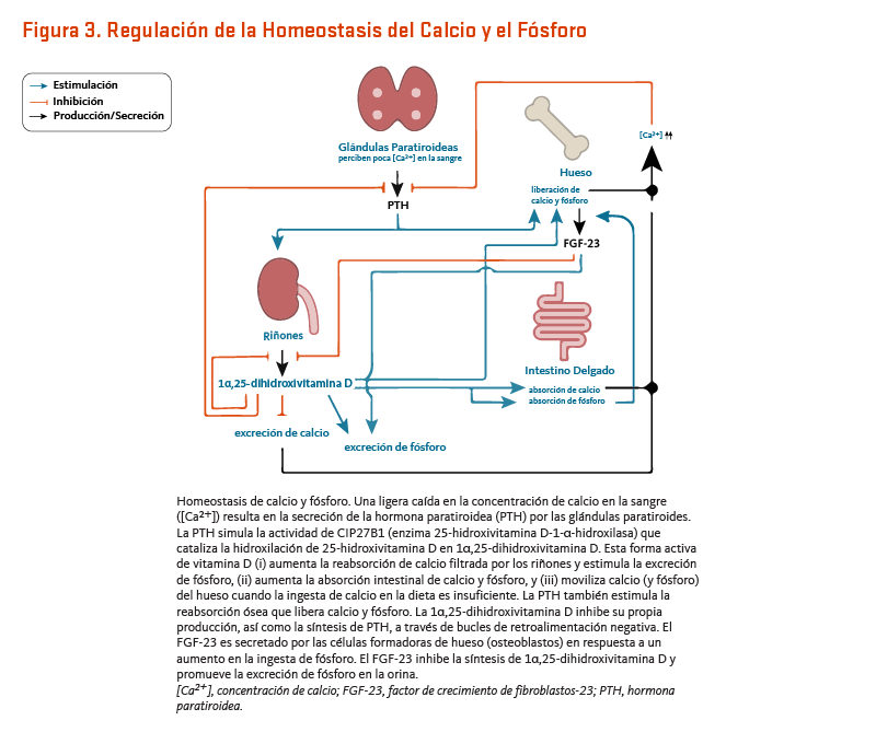 Regulación de la Homeostasis del Calcio y el Fósforo. Homeostasis de calcio y fósforo. Una ligera caída en la concentración de calcio en la sangre ([Ca2 +]) resulta en la secreción de la hormona paratiroidea (PTH) por las glándulas paratiroides. La PTH simula la actividad de CIP27B1 (enzima 25-hidroxivitamina D-1α-hidroxilasa) que cataliza la hidroxilación de 25-hidroxivitamina D en 1α, 25-dihidroxivitamina D. Esta forma activa de vitamina D (i) aumenta la reabsorción de calcio filtrada por los riñones y estimula la excreción de fósforo, (ii) aumenta la absorción intestinal de calcio y fósforo, y (iii) moviliza calcio (y fósforo) del hueso cuando la ingesta de calcio en la dieta es insuficiente. La PTH también estimula la reabsorción ósea que libera calcio y fósforo. La 1α,25-dihidroxivitamina D inhibe su propia producción, así como la síntesis de PTH, a través de bucles de retroalimentación negativa. El FGF-23 es secretado por las células formadoras de hueso (osteoblastos) en respuesta a un aumento en la ingesta de fósforo. El FGF-23 inhibe la síntesis de 1α,25-dihidroxivitamina D y promueve la excreción de fósforo en la orina.<br />
[Ca2+], concentración de calcio; FGF-23, factor de crecimiento de fibroblastos-23; PTH, hormona paratiroidea.<br />
