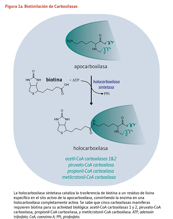 Figura 1a Biotinilación de Carboxilasas. La holocarboxilasa sintetasa cataliza la trasferencia de biotina a un residuo de lisina específico en el sito activo de la apocarboxilasa, convirtiendo la enzima en una holocarboxilasa completamente activa. Se sabe que cinco carboxilasas mamíferas requieren biotina para su actividad biológica: acetil-CoA carboxilasas 1 y 2, piruvato-CoA carboxilasa, propionil-CoA carboxilasa, y metilcrotonil-CoA carboxilasa. 