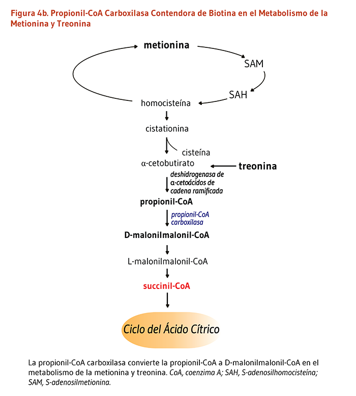 Figura 4b. Propionil-CoA Carboxilasa contendora de Biotina en el Metabolismo de la Metionina y Treonina. La propionil-CoA carboxilasa convierte la propionil-CoA a D-malonilmalonil-CoA en el metabolismo de la metionina y treonina.
