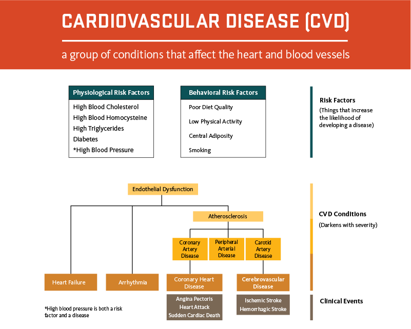Figure. Overview of Cardiovascular Risk Factors and Conditions.