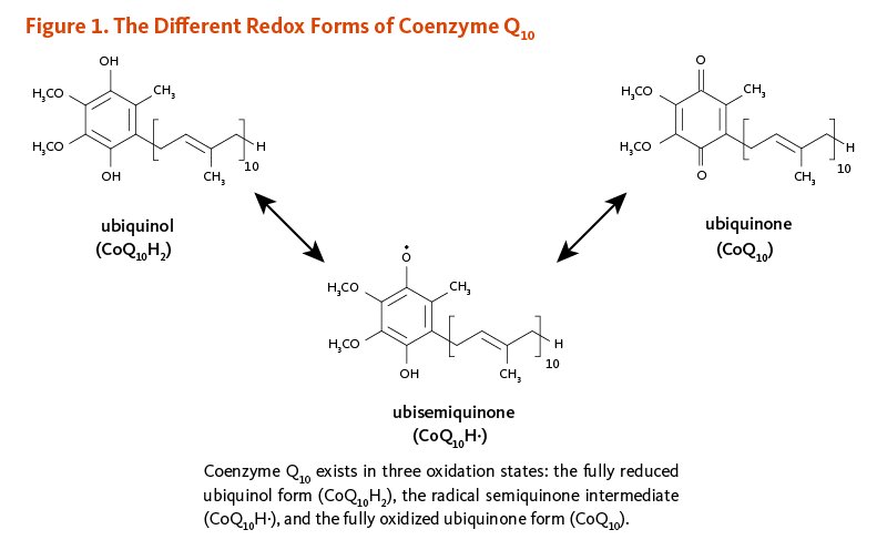 Figure 1. The Different Redox Forms of Coenzyme Q10. Coenzyme Q10 exists in three oxidation states: the fully reduced ubiquinol form, the radical semiquinone intermediate, and the fully oxidized ubiquinone form. 