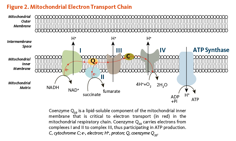 Figure 2. Mitochondrial Electron Transport Chain. Coenzyme Q10 is a lipid-soluble component of the mitochondrial inner membrane that is critical to electron transport (in red) in the mitochondrial respiratory chain. Coenzyme Q10 carries electrons from complexes I and II to complex III, thus participating in ATP production. 