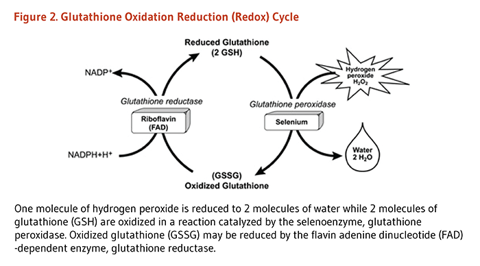 Figure 2. Glutathione Oxidation Reduction (Redox) Cycle. One molecule of hydrogen peroxide is reduced to two molecules of water, while two molecules of glutathione (GSH) are oxidized in a reaction catalyzed by the selenoenzyme, glutathione peroxidase. Oxidized glutathione may be reduced by the flavin adenine dinucleotide (FAD)-dependent enzyme, glutathione reductase.