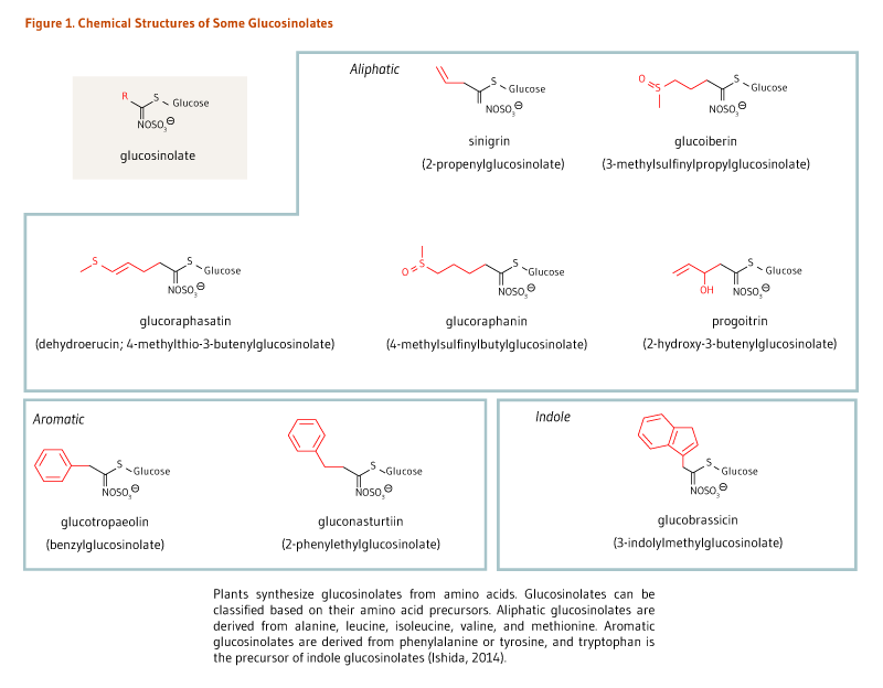 Figure 1. Chemical Structures of Some Glucosinolates. Chemical structures of aliphatic glucosinolates, including sinigrin, glucoiberin, glucoraphasatin, glucoraphanin, and progoitrin. Chemical structures of two aromatic glucosinolates, glucotropaeolin and gluconasturtiin. Chemical structure of the indole glucosinolate, glucobrassicin. Plants synthesize glucosinolates from amino acids. Glucosinolates can be classified based on their amino acid precursors. Aliphatic glucosinolates are derived from alanine, leucine, isoleucine, valine, and methione. Aromatic glucosinolates are derived from phenylalanine or tyrosine, and tryptophan is the precursor of indole glucosinolates (ishida, 2014).