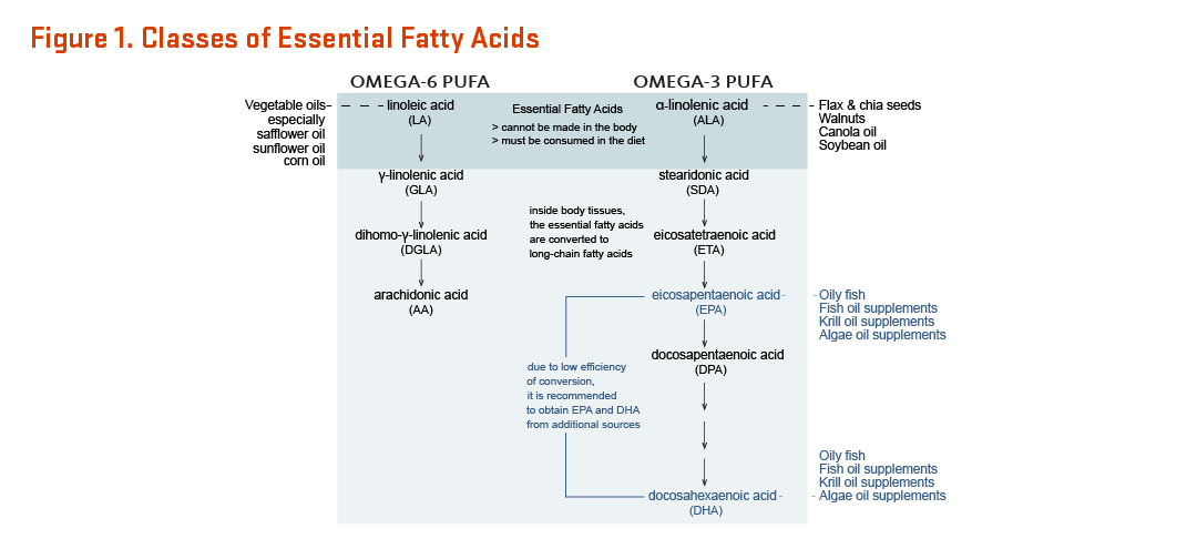 There are two essential fatty acids: linoleic acid (an omega-6 polyunsaturated fatty acid) and alpha-linolenic acid (an omega-3 polyunsaturated fatty acid). These fatty acids are considered essential nutrients because they cannot be made in the body and must be consumed in the diet. Vegetable oils, especially safflower oil, sunflower oil, and corn oil, are a good source of linoleic acid.Flax and chia sees, walnuts, canola oil, and soybean oil are good sources of alpha-linoleic acid. Inside body tissues, the essential fatty acids are converted to long-chain fatty acids. Due to low efficiency of conversion, it is recommended to obtain eicosapentaenoic acid (EPA) and docosapentaenoic acid (DHA) from additional sources. Oily fish, fish oil supplements, krill oil supplements, and algae oil supplements are good sources of EPA and DHA. 