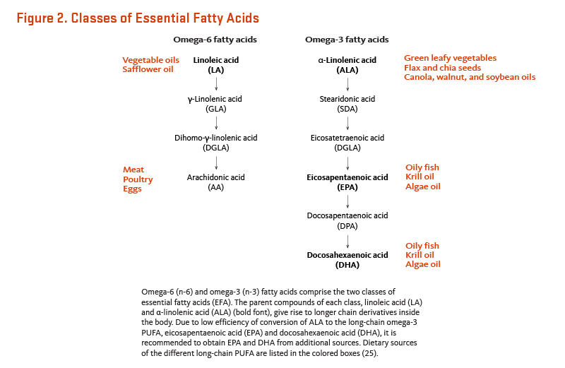 Figure 2. Classes of Essential Fatty Acids. Omega-6 (n-6) and omega-3 (n-3) fatty acids comprise the two classes of essential fatty acids (EFA). The parent compounds of each class, linoleic acid (LA) and alpha-linolenic acid (ALA), give rise to longer chain derivatives inside the body. Due to low efficiency of conversion of ALA to the long-chain omega-3 PUFA, eicosapentaenoic acid (EPA) and docosahexaenoic acid (DHA), it is recommended to obtain EPA and DHA from additional sources. Dietary sources of linoleic acid include vegetables oils like safflower oil. Dietary sources of ALA include green leafy vegetables; flax and chia seeds; and canola, walnut, and soybean oils. Arachidonic acid is found in meat, poultry, and eggs. Sources of EPA and DHA include oily fish, algae oil, and krill oil.