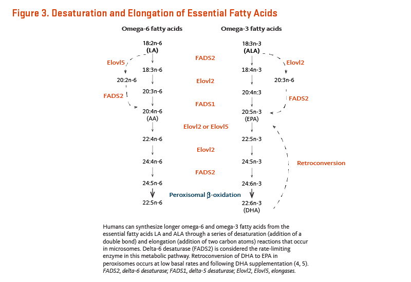 Figure 3. Desaturation and Elongation of Essential Fatty Acids. Humans can synthesize longer omega-6 and omega-3 fatty acids from the essential fatty acids LA and ALA through a series of desaturation (addition of a double bond) and elongation (addition of two carbon atoms) reactions that occur in microsomes. Delta-6 desaturase is considered the rate-limiting enzyme in this metabolic pathway. Retroconversion of DHA to EPA in peroxisomes occurs at low basal rates and following DHA supplementation.