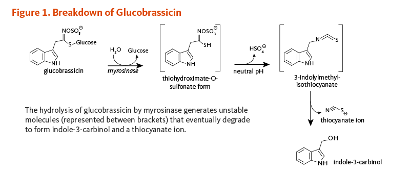 Figure 1. Breakdown of Glucobrassicin. Glucobrassicin is metabolized by myrosinase to the unstable intermediate, thiohydroximate-O-sulfonate form, then in neutral pH to the unstable intermediate, 3-inolylmethyl-isothiocyanate, then eventually degrades to form indole-3-carbinol and a thiocyanate ion.