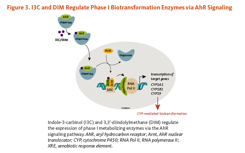 Figure 3. I3C and DIM Regulate Phase I Biotransformation Enzymes via AhR Signaling. Indole-3-carbinol (I3C) and 3,3'-diindolylmethane (DIM) regulate the expression of phase I metabolizing enzymes via the AhR signaling pathway. 