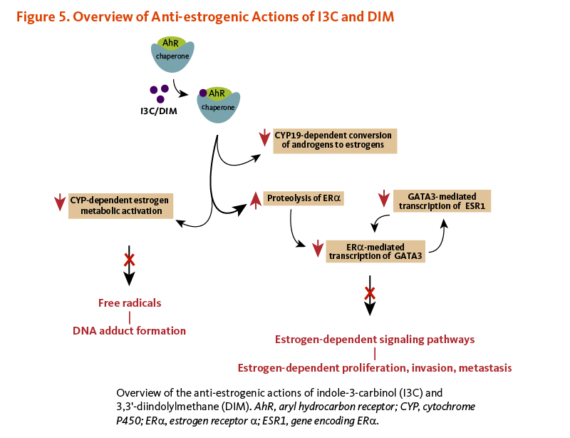 Figure 5. Overview of Anti-estrogenic Actions of I3C and DIM. 