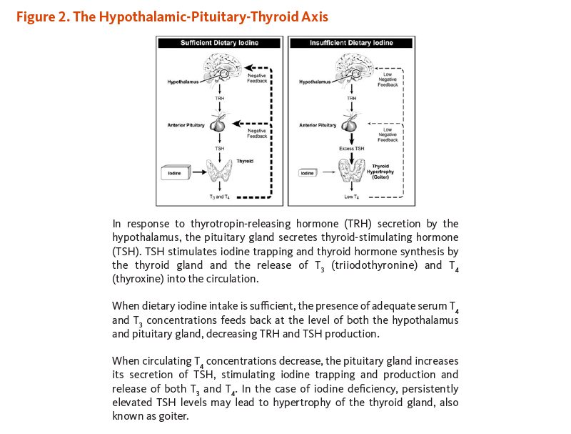 Figure 2. The Hypothalamic-Pituitary-Thyroid Axis. In response to thyrotropin-releasing hormone (TRH) secretion by the hypothalamus, the pituitary gland secretes thyroid-stimulating hormone (TSH). TSH stimulates iodine trapping and thyroid hormone synthesis by the thyroid gland and the release of T3 (triiodothyronine) and T4 (thyroxine) into the circulation. When dietary iodine intake is sufficient, the presence of adequate serum T4 and T3 concentrations feeds back at the level of both the hypothalamus and pituitary gland, decreasing TRH and TSH production. When circulating T4 concentrations decrease, the pituitary gland increases its secretion of TSH, stimulating iodine trapping and production and release of both T3 and T4. In the case of iodine deficiency, persistently elevated TSH levels may lead to hypertrophy of the thyroid gland, also known as goiter.