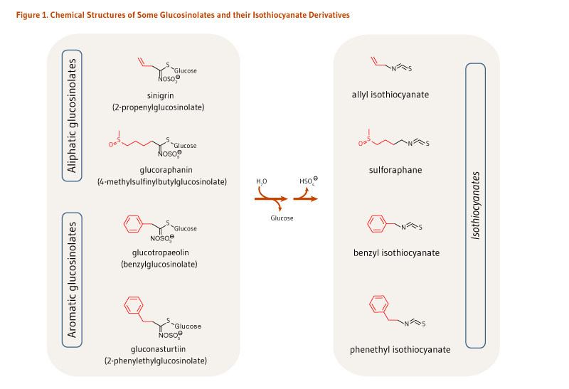 Figure 1. Chemical Structures of Some Glucosinolates and their Isothiocyanate Derivatives. Chemical structures of the alpiphatic glucosinolates (sinigrin and glucoraphanin) and the aromatic glucosinolates (glucotropaeolin and gluconasturtiin). These are hydrolyzed to various isothiocyanates: allyl isothiocyanate, sulforaphane, benzyl isothiocyanate, and phenethyl isothiocyanate.