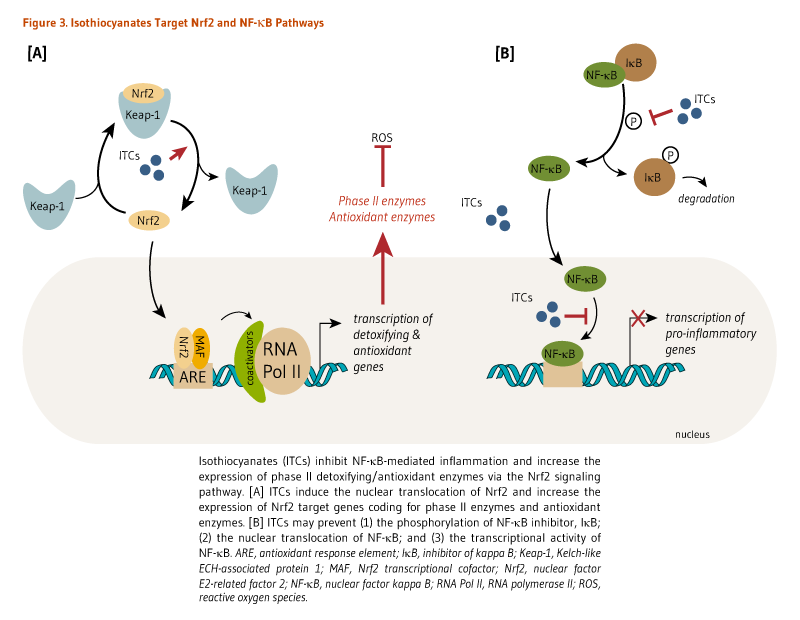 Figure 3. Isothiocyanates Target Nrf2 and NF-kappaB Pathways. Isothiocyanates inhibit NF-kappaB-mediated inflammation and increase the expression of phase II detoxifying/antioxidant enzymes via the Nrf2 signaling pathway. [A] Isothiocyanates induce the nuclear translocation of Nrf2 and increase the expression of Nrf2 target genes coding for phase II enzymes and antioxidant enzymes. [B] Isothiocyanates may prevent (1) the phosphorylation of NF-kappaB inhibitor, IkappaB; (2) th nuclear translocation of NF-kappaB; and (3) the transcriptional activity of NF-kappa B.