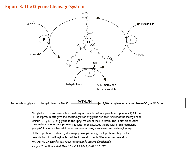 Figure 3. The Glycine Cleavage System. The glycine cleavage system is a multienzyme coomplex of four protein components: P, T, L, and H. The P protein catalyzes the decarboxylation of glycine and the transfer of the methylamine reside (CH2-NH2) of glycine to the lipoyl moiety of the H protein. The H protein shuttles the methylamine to the T protein. The latter then catalyzes the transfer of the methylene group (CH2) to tetrahydrofolate. In the process, NH3 is released and the lipoyl group of the H protein is reduced (dihydrolipoyl group). Finally, the L protein catalyzes the re-oxidation of the lipoyl moiety of the H protein in an NAD-dependent reaction. Figure Adapted from Douce et al. Trends Plant Sci. 2001;6(4):167-176.