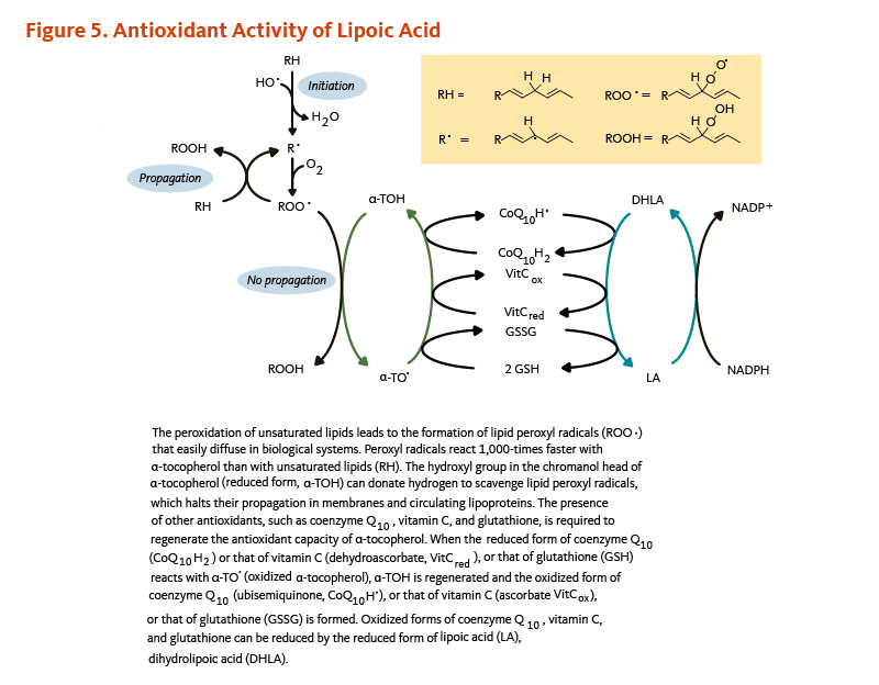 Figure 5. Antioxidant Activity of Lipoic Acid. The peroxidation of unsaturated lipids leads to the formation of lipid peroxyl radicals that easily diffuse in biological systems. Peroxyl radicals react 1,000-times faster with alpha-tocopherol than with unsaturated lipids. The hydroxyl group in the chromanol head of alpha-tocopherol (reduced form) can donate hydrogen to scavenge lipid peroxyl radicals, which halts their propagation in membranes and circulating lipoproteins. The presence of other antioxidants, such as coenzyme Q10, vitamin C, and glutathione, is required to regenerate the antioxidant capacity of alpha-tocopherol. When the reduced form of coenzyme Q10 or that of vitamin C, or that of glutathione reacts with oxidized alpha-tocopherol, the reduced form of alpha-tocopherol is generated and the oxidized form of coenzyme Q10 (ubisemiquinone) or that of vitamin C (ascorbate), or that of glutathione (GSSG) is formed. Oxidized forms of coenzyme Q10, vitamin C, and glutathione can be reduced by the reduced form of lipoic acid, dihydrolipoic acid.