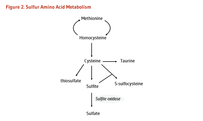 Figure 2. Sulfur Amino Acid Metabolism. 
