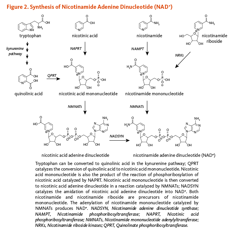 Figure 2. Synthesis of Nicotinamide Adenine Dinucleotide (NAD+). Tryptophan can be converted to quinolinic acid in the kynurenine pathway; QPRT catalyzes the conversion of quinolinic acid to nicotinic acid mononucleotide. Nicotinic acid mononucleotide is also the product of the reaction of phosphoribosylation of nicotinic acid catalyzed by NAPRT. Nicotinic acid mononucleotide is then converted to nicotinic acid adenine dinucleotide in a reaction catalzyed by NMNATs; NADSYN catalyzes the amidation of nicotinic acid adenine dinucleotide into NAD+. Both nicotinamide and nicotinamide riboside are precursors of nicotinamide mononucleotide. The adenylation of nicotinamide mononucleotide catalyzed by NMNATs produces NAD+. NADSYN, Nicotinamide adenine dinucleotide synthase; NAPRT, Nicotinic acid phosphoribosyltransferase; NMNATs, Nicotinamide mononucelotide adenylyltransferase; QPRT, Quinolinate phosphoribosyltransferase.