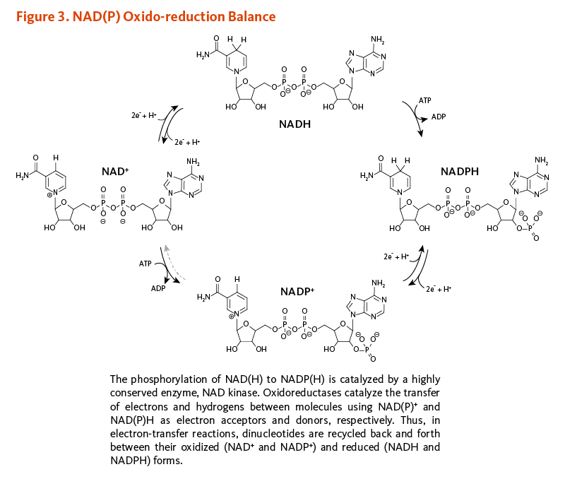Figure 3. NAD(P) Oxido-reduction Balance. The phosphorylation of NAD(H) to NADP(H) is catalyzed by a highly conserved enzyme, NAD kinase. Oxidoreductases catalyze the transfer of electrons and hydrogens between molecules using NAD(P)+ and NAD(P)H as electron acceptors and donors, respectively. Thus, in electron-transfer reactions, dinucleotides are recycled back and forth between their oxidized (NAD+ and NADP+) and reduced (NADH and NADPH) forms.