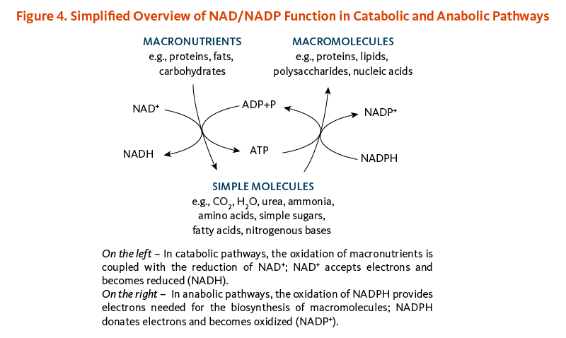 Figure 4. Simplified Overview of NAD/NADP Function in Catabolic and Anabolic Pathways. In catabolic pathways, the oxidation of macronutrients (proteins, fats, carbohydrates) is coupled with the reduction of NAD+; NAD+ accepts electrons and becomes reduced (NADH). In anabolic pathways, the oxidationof NADPH provides electrons needed for the biosynthesis of macromolecules (e.g., proteins, lipids, polysaccharides, nucleic acids); NADPH donates electrons and becomes oxidized (NADP+).