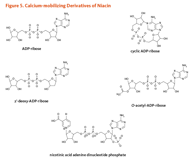 Figure 5. Calcium-mobilizing Derivatives of Niacin. Chemical structures of ADP-ribose, cyclic ADP-ribose, 2'-deoxy-ADP-ribose, O-acetyl-ADP-ribose, and nicotinic acid adenine dinucleotide phosphate.