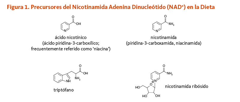 Figura 1. Precursores del Nicotinamida Adenina Dinucleótido (NAD+) en la Dieta.  Estructuras químicas de ácido nicotínico (ácido piridina-3-carboxílico; frecuentemente referido como ‘niacina’), triptófano, nicotinamida (piridina-3-carboxamida, niacinamida), y nicotinamida ribósido.  