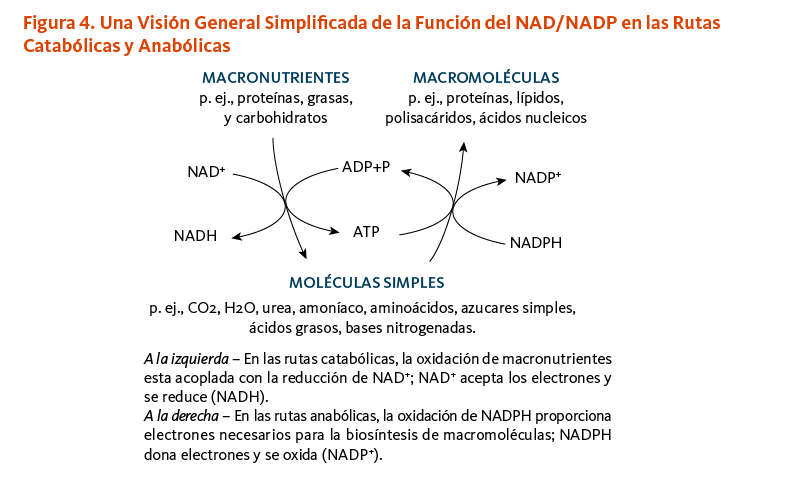 Figura 4. Una Visión General Simplificada de la Función del NAD/NADP en las Rutas Catabólicas y Anabólicas. A la izquierda – En las rutas catabólicas, la oxidación de macronutrientes esta acoplada con la reducción de NAD+; NAD+ acepta los electrones y se reduce (NADH).  A la derecha – En las rutas anabólicas, la oxidación de NADPH proporciona electrones necesarios para la biosíntesis de macromoléculas; NADPH dona electrones y se oxida (NADP+).