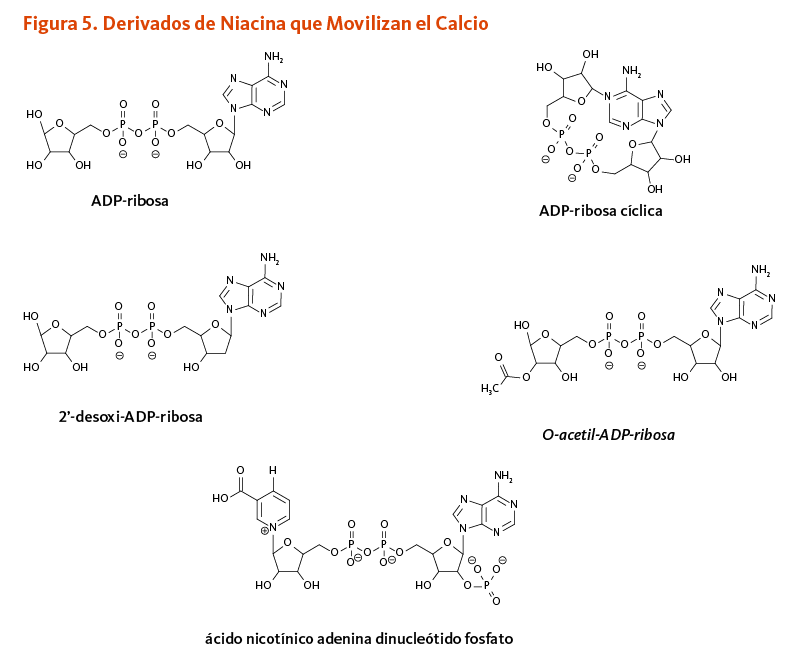 Figura 5. Derivados de Niacina que Movilizan el Calcio. Estructuras químicas de ADP-ribosa, ADP-ribosa cíclica, 2’-desoxi-ADP-ribosa, O-acetil-ADP-ribosa, y ácido nicotínico adenina dinucleótido fosfato. 