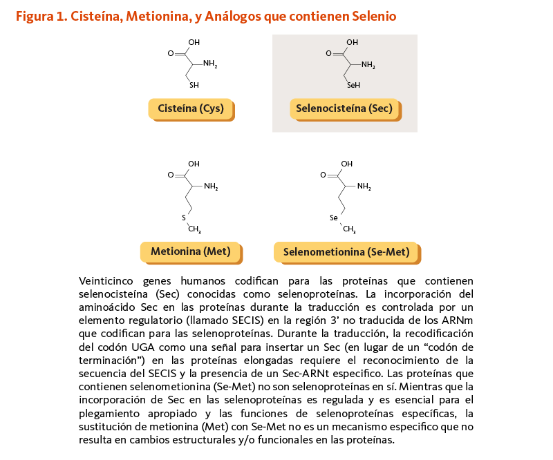 Figura 1. Cisteína, Metionina, y Análogos que contienen Selenio. Veinticinco genes humanos codifican para las proteínas que contienen selenocisteína (Sec) conocidas como selenoproteínas. La incorporación del aminoácido Sec en las proteínas durante la traducción es controlada por un elemento regulatorio (llamado SECIS) en la región 3’ no traducida de los ARNm que codifican para las selenoproteínas. Durante la traducción, la recodificación del codón UGA como una señal para insertar un Sec (en lugar de un 