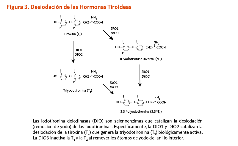 Figura 3. Desiodación de las Hormonas Tiroideas. Las iodotironina deiodinasas (DIO) son selenoenzimas que catalizan la desiodación (remoción de yodo) de las iodotironinas. Específicamente, la DIO1 y DIO2 catalizan la desiodación de la tiroxina (T4) que genera la triyodotironina (T3) biológicamente activa. La DIO3 inactiva la T3 y la T4 al remover los átomos de yodo del anillo interior.