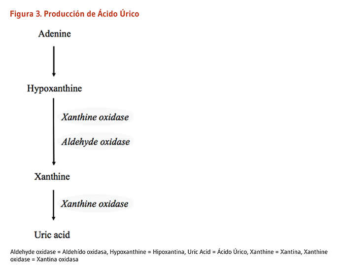 Figura 3. Producción de Ácido Úrico via enzimas, xantina oxidasa y aldehído oxidasa.