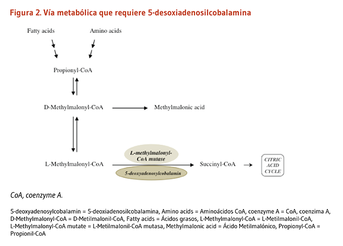 Figura 2. Vía metabólica que requiere 5-desoxiadenosilcobalamina. La 5-desoxiadenosilcobalamina es requerida por la enzima que cataliza la conversión de L-metilmalonil-CoA en succinil-CoA, que luego entra en el ciclo del ácido cítrico.