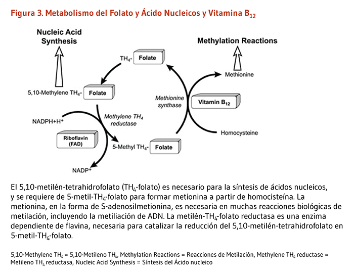 Figura 3. Metabolismo de Ácidos Nucleicos y Vitamina B12: El 5,10-metilén-tetrahidrofolato (TH4-folato) es necesario para la síntesis de ácidos nucleicos, y se requiere de 5-metil-TH4-folato para formar metionina a partir de homocisteína. La metionina, en la forma de S-adenosilmetionina, es necesaria en muchas reacciones biológicas de metilación, includyendo la metiliación de ADN. La metilén-TH4-folato reductasa es una enzima dependiente de flavina, necesaria para catalizar la reducción del 5,10-metilén-tetrhidrofolato en 5-metil-TH4-folato.