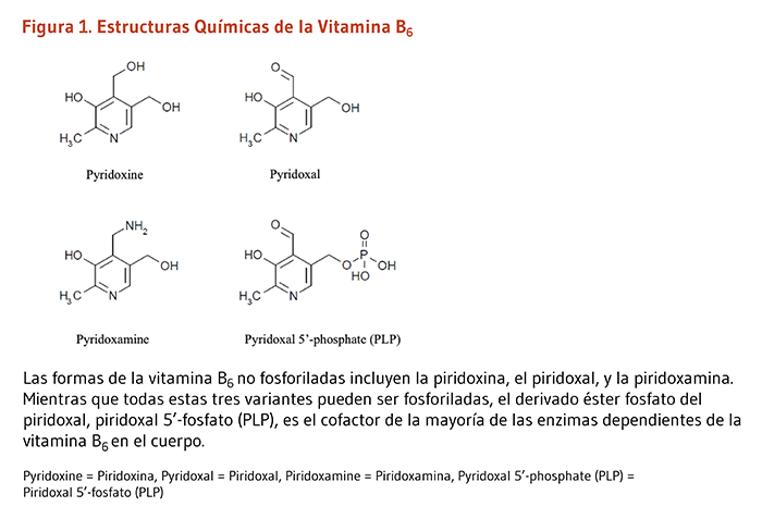 Figura 1. Estructuras Químicas de la Vitamina B6. Las formas de la vitamina B6 no fosforiladas incluyen la piridoxina, el piridoxal, y la piridoxamina. Mientras que todas estas tres variantes pueden ser fosforiladas, el derivado éster fosfato del piridoxal, piridoxal 5’-fosfato (PLP), es el cofactor de la mayoría de las enzimas dependientes de la vitamina B6 en el cuerpo. 
