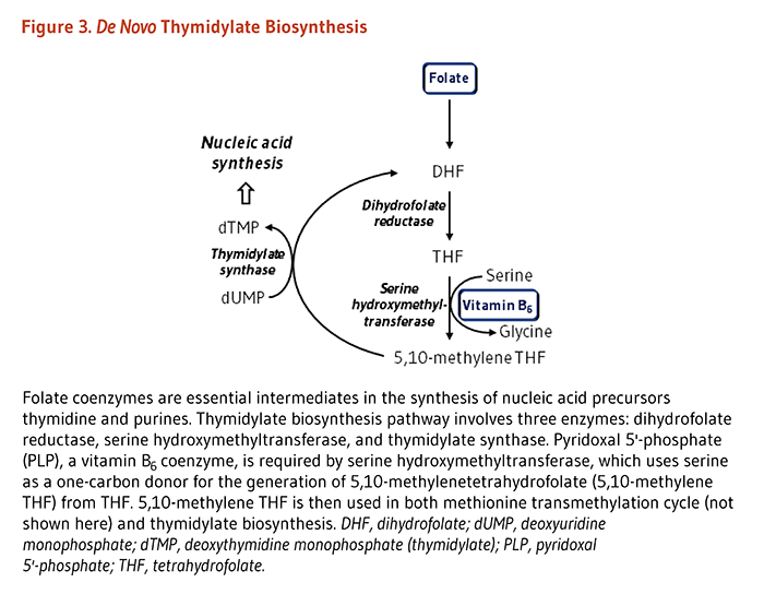 Figure 3. De Novo Thymidylate Biosynthesis. Folate coenzymes are essential intermediates in the synthesis of nucleic acid precursors thymidine and purines. Thymidylate biosynthesis pathway involves three enzymes: dihydrofolate reductase, serine hydroxymethyltransferase, and thymidylate synthase. Pyridoxal 5'-phosphate (PLP), a vitamin B6 coenzyme, is required by serine hydroxymethyltransferase, which uses serine as a one-carbon donor for the generation of 5,10-methylenetetrahydrofolate (5,10-methylene THF) from THF. 5,10-methylene THF is then used in both methionine transmethylation cycle (not shown in the figure) and thymidylate biosynthesis.