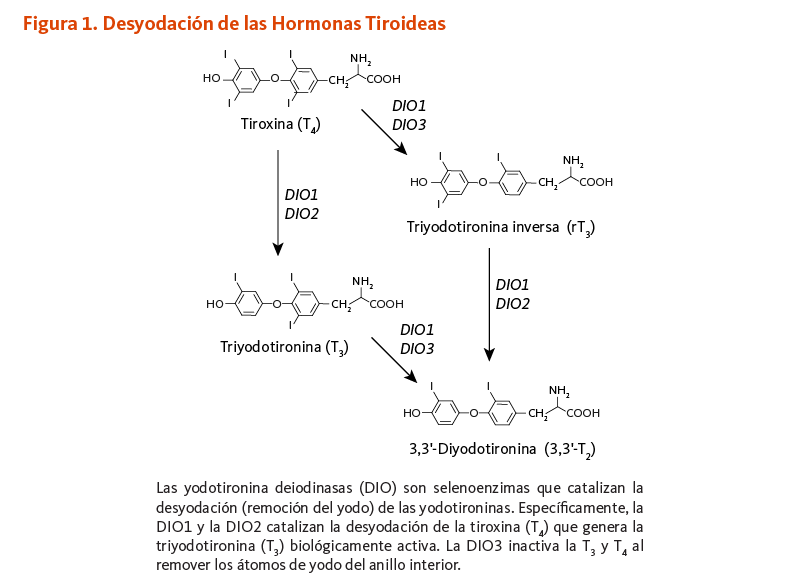 Figura 1. Desyodación de las Hormonas Tiroideas. Las yodotironina deiodinasas (DIO) son selenoenzimas que catalizan la desyodación (remoción del yodo) de las yodotironinas. Específicamente, la DIO1 y la DIO2 catalizan la desyodación de la tiroxina (T4) que genera la triyodotironina (T3) biológicamente activa. La DIO3 inactiva la T3 y T4 al remover los átomos de yodo del anillo interior. 