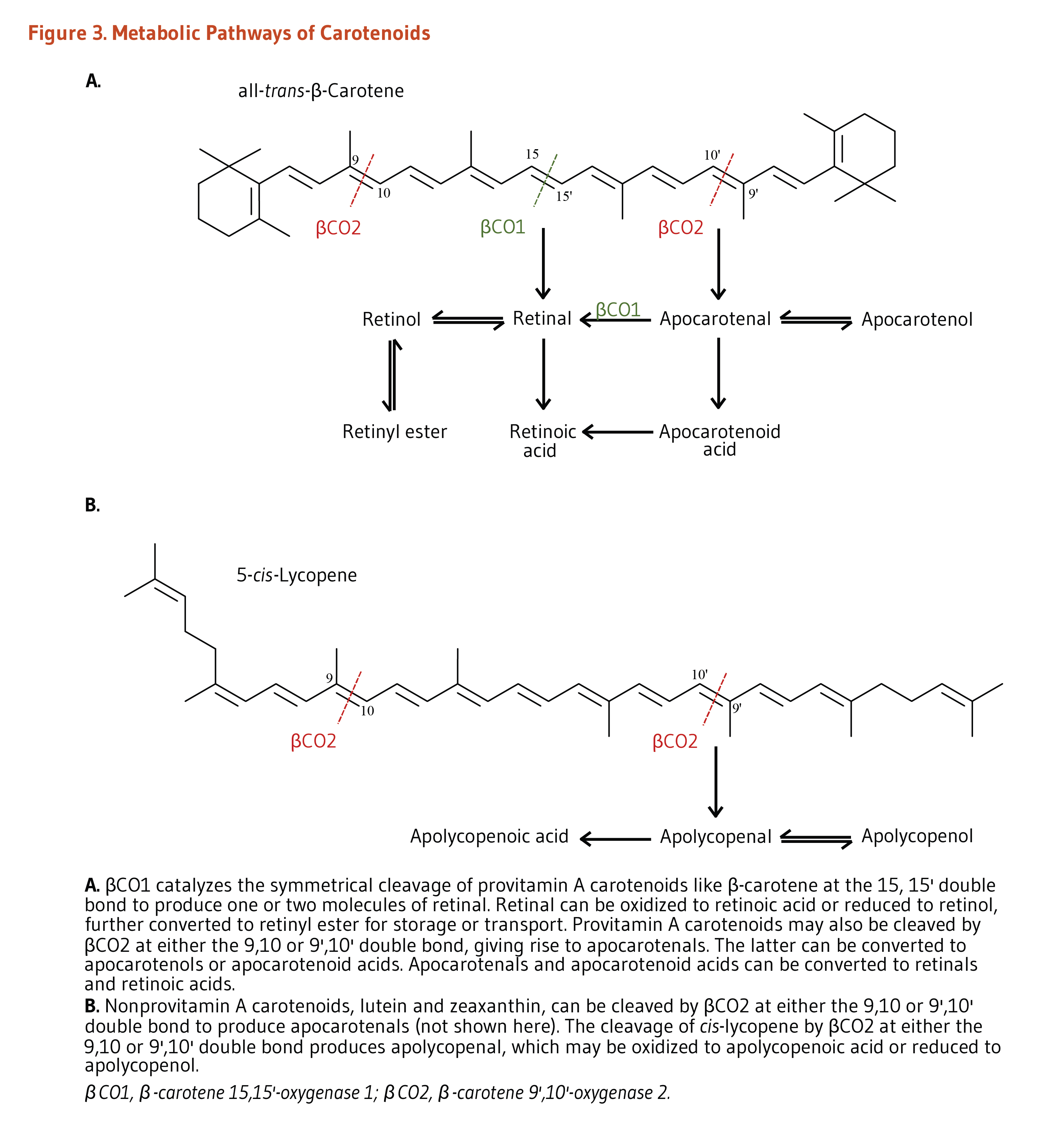 Carotenoids Figure 3. Metabolic Pathways of Carotenoids.