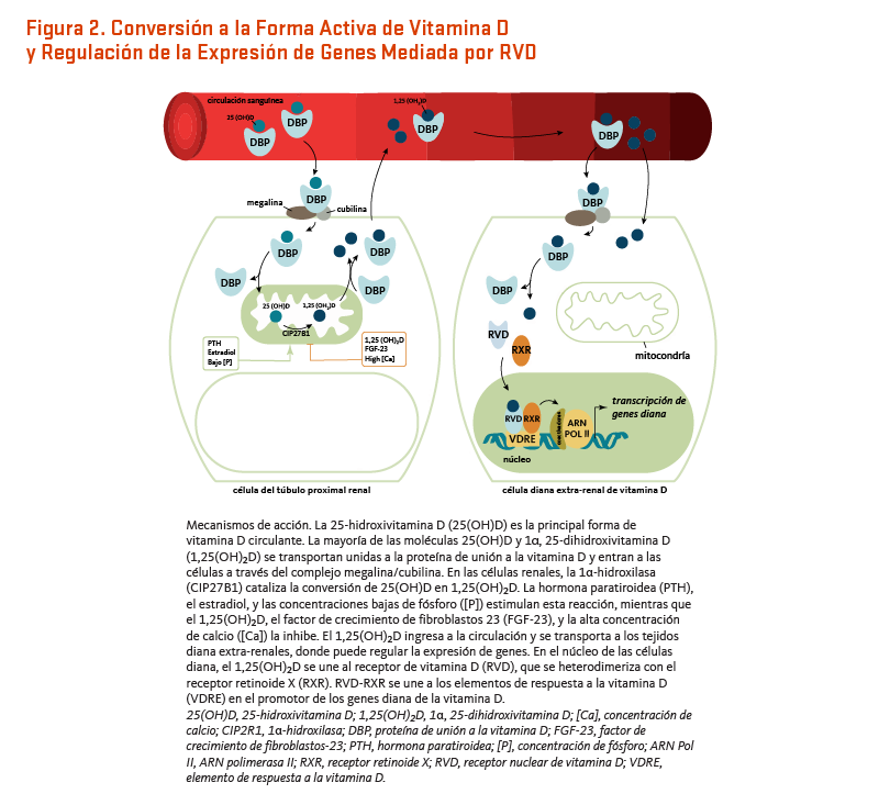 See the 'Figure 2. Conversion to the active form of vitamin D and VDR-mediated gene regulation' long description under the 'Figure Alternative Text' section on this page.
