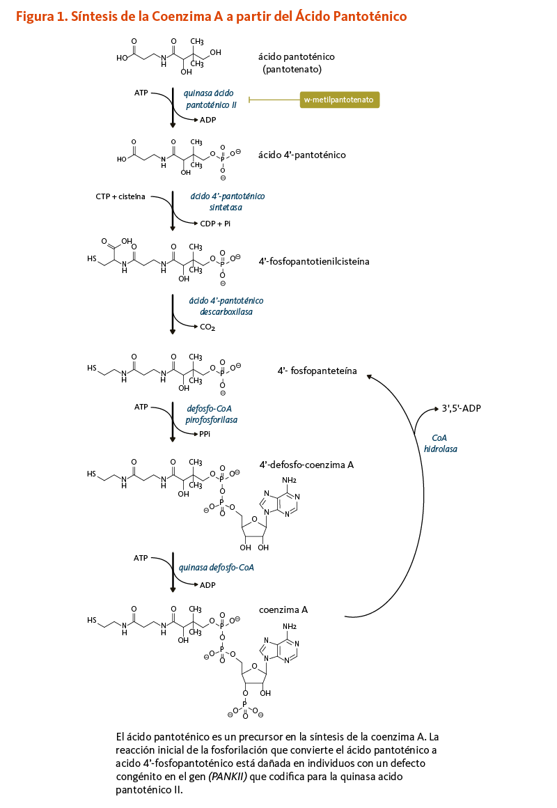Figura 1. Síntesis de la Coenzima A a partir del Ácido Pantoténico  El ácido pantoténico es un precursor en la síntesis de la coenzima A. La reacción inicial de la fosforilación que convierte el ácido pantoténico a acido 4’-fosfopantoténico está dañada en individuos con un defecto congénito en el gen (PANKII) que codifica para la quinasa acido pantoténico II. 