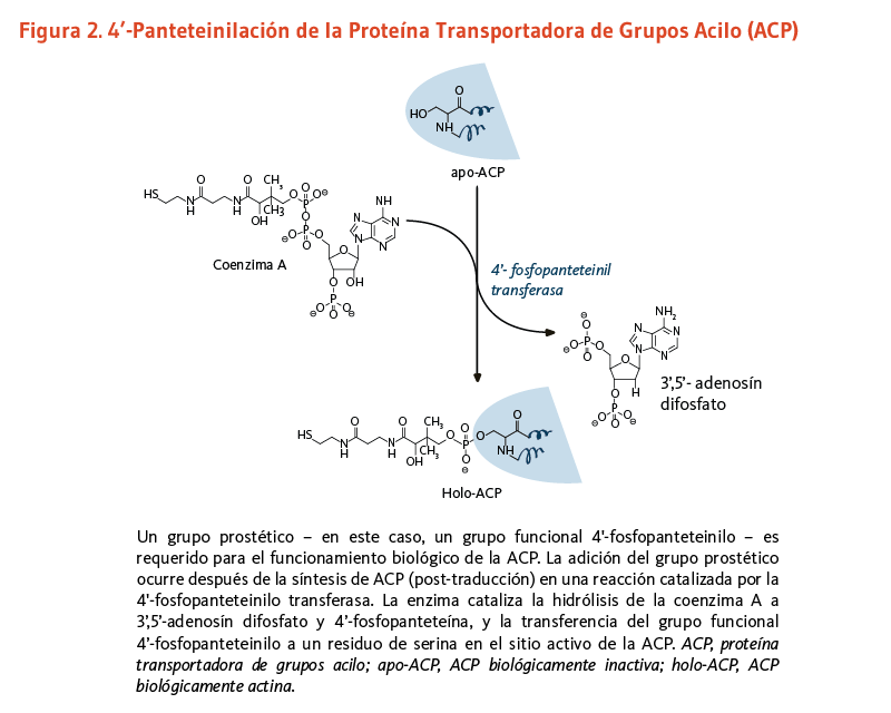 Figura 2. 4’-Panteteinilación de la Proteína Transportadora de Grupos Acilo (ACP) Un grupo prostético – en este caso, un grupo funcional 4'-fosfopanteteinilo – es requerido para el funcionamiento biológico de la ACP. La adición del grupo prostético ocurre después de la síntesis de ACP (post-traducción) en una reacción catalizada por la 4'-fosfopanteteinilo transferasa. La enzima cataliza la hidrólisis de la coenzima A a 3’,5’-adenosín difosfato y 4’-fosfopanteteína, y la transferencia del grupo funcional 4’-fosfopanteteinilo a un residuo de serina en el sitio activo de la ACP. ACP, proteína transportadora de grupos acilo; apo-ACP, ACP biológicamente inactiva; holo-ACP, ACP biológicamente actina. 