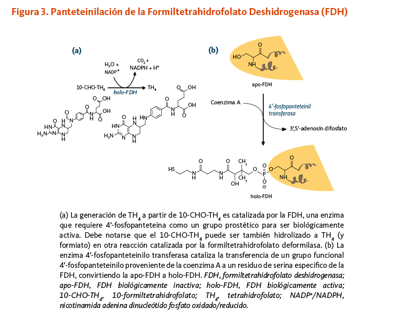 Figura 3. Panteteinilación de la Formiltetrahidrofolato Deshidrogenasa (FDH) (a)	La generación de TH4 a partir de 10-CHO-TH4 es catalizada por la FDH, una enzima que requiere 4’-fosfopanteteína como un grupo prostético para ser biológicamente activa. Debe notarse que el 10-CHO-TH4 puede ser también hidrolizado a TH4 (y formiato) en otra reacción catalizada por la formiltetrahidrofolato deformilasa. (b) La enzima 4'-fosfopanteteinilo transferasa cataliza la transferencia de un grupo funcional 4'-fosfopanteteinilo proveniente de la coenzima A a un residuo de serina especifico de la FDH, convirtiendo la apo-FDH a holo-FDH. FDH, formiltetrahidrofolato deshidrogenasa; apo-FDH, FDH biológicamente inactiva; holo-FDH, FDH biológicamente activa; 10-CHO-TH4, 10-formiltetrahidrofolato; TH4, tetrahidrofolato; NADP*/NADPH, nicotinamida adenina dinucleótido fosfato oxidado/reducido. 
