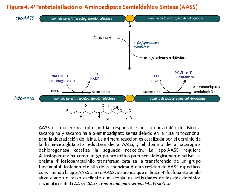 Figura 4. 4’Panteteinilación α-Aminoadipato Semialdehído Sintasa (AASS) AASS es una enzima mitocondrial responsable por la conversión de lisina a sacaropina y sacaropina a α-aminoadipato semialdehído en la ruta mitocondrial para la degradación de lisina. La primera reacción es catalizada por el dominio de la lisina-cetoglutarato reductasa de la AASS, y el domino de la sacaropina dehidrogenasa cataliza la segunda reacción. La apo-AASS requiere 4’-fosfopanteteína como un grupo prostético para ser biológicamente activa. La enzima 4'-fosfopanteteinilo transferasa cataliza la transferencia de un grupo funcional 4'-fosfopanteteinilo de la coenzima A a un residuo de AASS especifico, convirtiendo la apo-AASS a holo-AASS. Se piensa que el brazo 4'-fosfopanteteinilo sirve como un brazo oscilante que acopla las actividades de los dos dominios enzimáticos de la AASS. AASS, α-aminoadipato semialdehído sintasa.