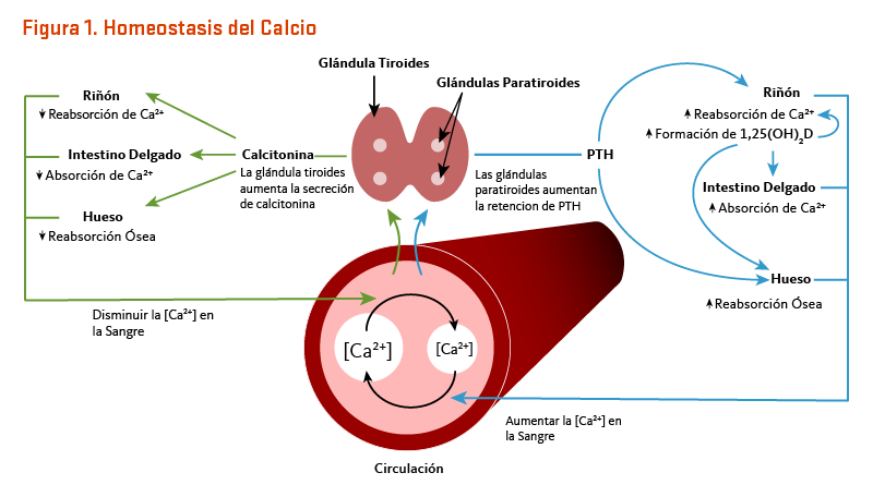 Figura 1. Homeostatsis del Calcio. Las concentraciones de calcio en la sangre y el líquido que rodean las células están estrechamente controladas para preservar la función fisiológica normal. Las glándulas paratiroides detectan una ligera disminución en la concentración de calcio en la sangre (p. ej., en el caso de una ingesta inadecuada de calcio), lo que resulta en una mayor secreción de hormona paratiroidea (PTH, en inglés). En los riñones, la PTH estimula la conversión de vitamina D en su forma activa (1,25-dihidroxivitamina D; calcitriol), que disminuye rápidamente la excreción urinaria de calcio pero aumenta la excreción urinaria de fósforo. Las elevaciones en la PTH también estimulan la reabsorción ósea, lo que resulta en la liberación de minerales óseos (calcio y fosfato)- acciones que también contribuyen a restaurar las concentraciones séricas de calcio. El aumento de 1,25-dihidroxivitamina D circulante también desencadena la absorción intestinal de calcio y fósforo. Al igual que la PTH, la 1,25-dihidroxivitamina D estimula la liberación de calcio del hueso al activar los osteoclastos (células que reabsorben los huesos). Cuando el calcio en la sangre aumenta a niveles normales, las glándulas paratiroides dejan de secretar PTH. Un ligero aumento en la concentración de calcio en la sangre estimula la producción y secreción de la hormona peptídica, calcitonina, por la glándula tiroides. La calcitonina inhibe la secreción de PTH, disminuye tanto la reabsorción ósea como la absorción intestinal de calcio, y aumenta la excreción urinaria de calcio.