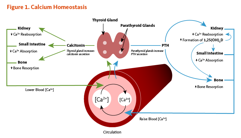 Figure 1. Calcium Homeostasis. Calcium concentrations in the blood and fluid that surround cells are tightly controlled in order to preserve normal physiological function. A slight drop in blood calcium concentration (e.g., in the case of inadequate calcium intake) is sensed by the parathyroid glands, resulting in their increased secretion of parathyroid hormone (PTH). In the kidneys, PTH stimulates the conversion of vitamin D into its active form (1,25-dihydroxyvitamin D; calcitriol), which rapidly decreases urinary excretion of calcium but increases urinary excretion of phosphorus. Elevations in PTH also stimulates bone resorption, resulting in the release of bone mineral (calcium and phosphate) — actions that also contribute to restoring serum calcium concentrations. Increased circulating 1,25-dihydroxyvitamin D also triggers intestinal absorption of both calcium and phosphorus. Like PTH, 1,25-dihydroxyvitamin D stimulates the release of calcium from bone by activating osteoclasts (bone-resorbing cells). When blood calcium rises to normal levels, the parathyroid glands stop secreting PTH. A slight increase in blood calcium concentration stimulates the production and secretion of the peptide hormone, calcitonin, by the thyroid gland. Calcitonin inhibits PTH secretion, decreases both bone resorption and intestinal calcium absorption, and increases urinary calcium excretion.