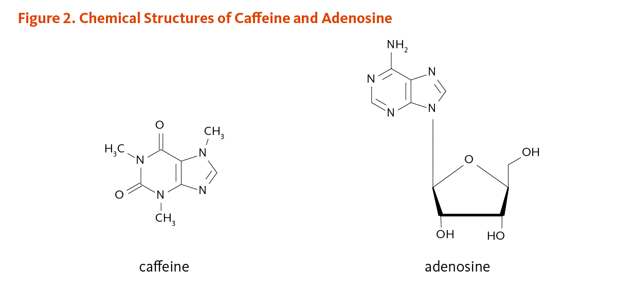 Аденозин и кофеин. Аденозин кофеин картинки. Кофеин и аденозин строение.